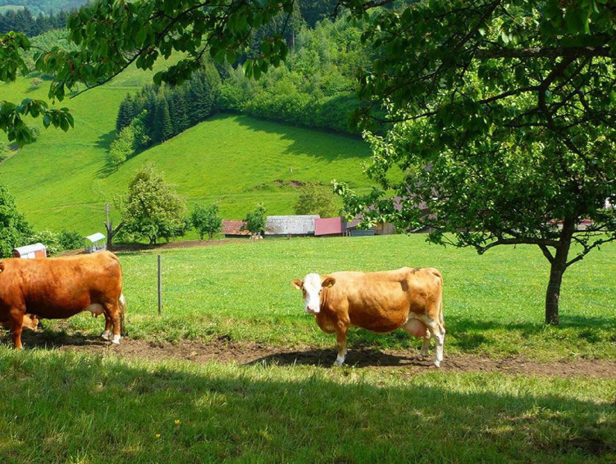 Ziegelhof Apartman Schuttertal Kültér fotó
